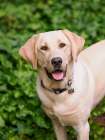 Yellow Labrador dog portrait outdoors. Art Print